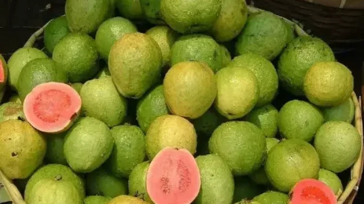 Manfaat Jambu Biji Merah Bali untuk Kesehatan