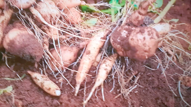 Mengenal Ubi Yacon, Si "Apel Tanah" dari Andes yang Kaya Manfaat