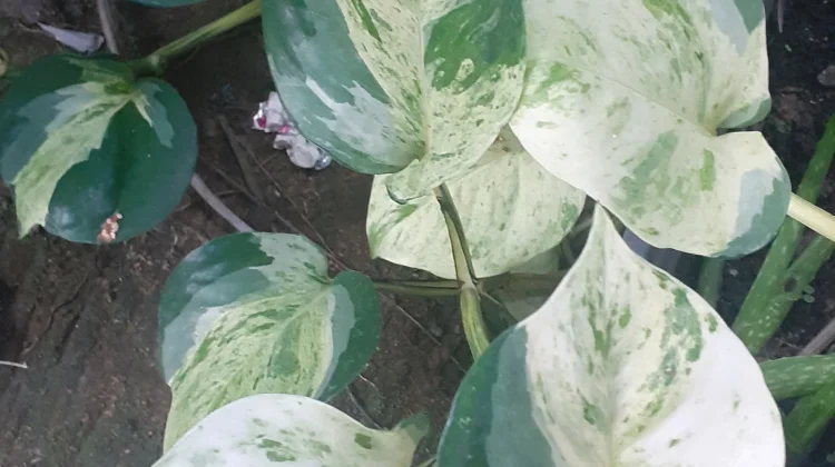 Sirih Manjula, Sang "Putri" Mewah dari Keluarga Epipremnum