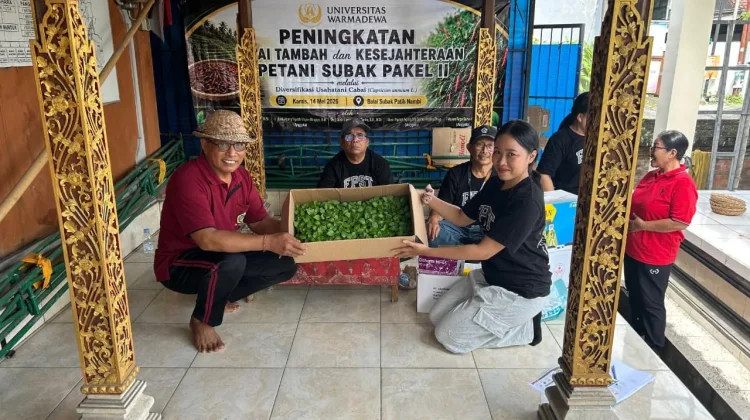 Menjaga Nafas Subak di Jantung Kota Denpasar melalui Budidaya Cabai