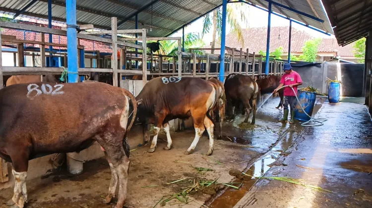 Iduladha 2026: Sapi Bali Laris, Kuota Habis