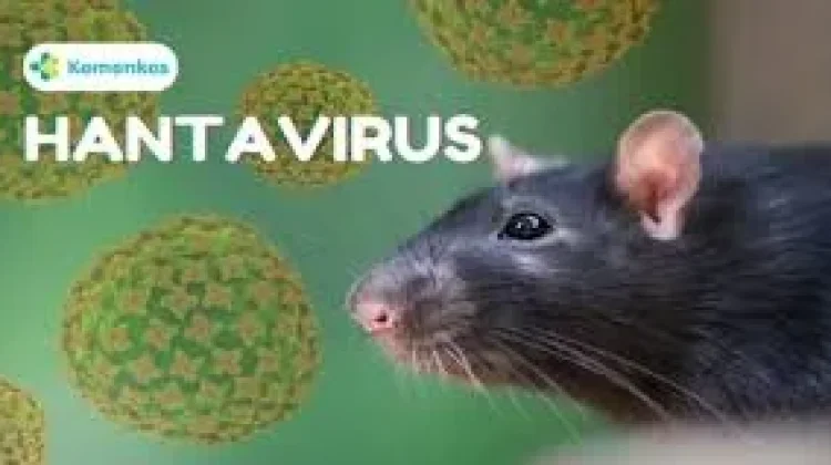 Belum Ada Vaksin Khusus Hantavirus, PHBS Langkah Pencegahan