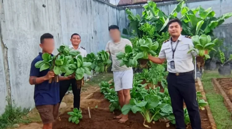 Panen Pakcoy Wujud Pembinaan Kemandirian Warga Binaan