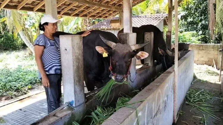 Sapi Peternak Jembrana Dibeli Presiden Prabowo