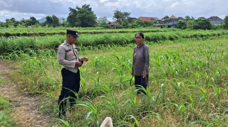 Bhabinkamtibmas Desa Satra Sambangi Petani Jagung