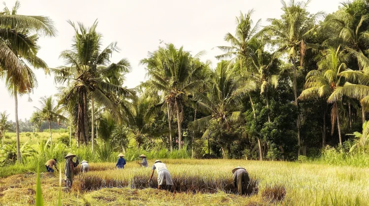 Anggota Komite III DPD RI  Perjuangkan Insentif untuk Petani Subak Jatiluwih