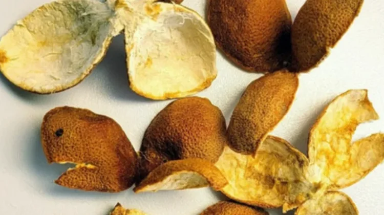Manfaat Kulit Jeruk untuk Kesehatan