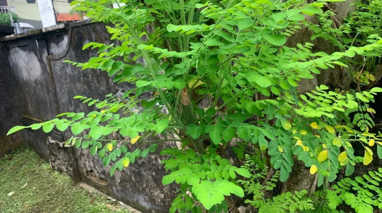 Daun Kelor, Superfood yang Menjelma Jadi Rahasia Kulit Awet Muda