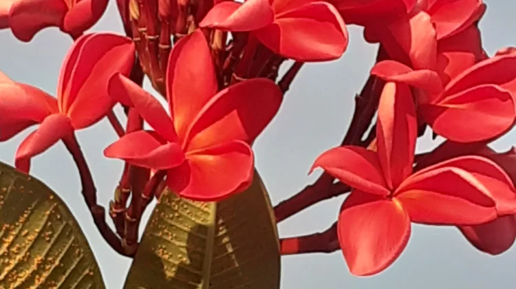Plumeria,  Berubah Citra dari Tanaman Mistis Menjadi Ikon Kemewahan Tropis