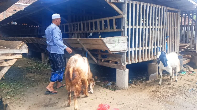 Pasar Sepi, Pembeli Hewan Kurban di Jembrana Pilih 'Potong Kompas'