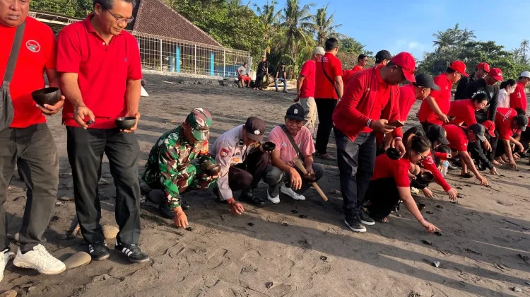 Gotong Royong Warnai Aksi Bersih Pantai dan Pelepasan Tukik di Pantai Saba