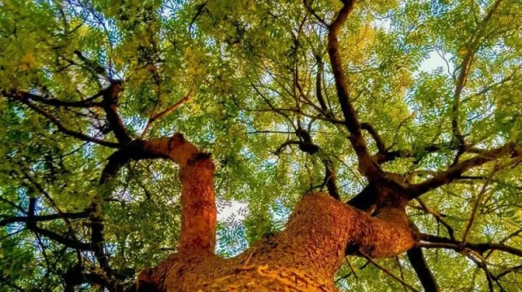 Pohon Intaran, Warisan Herbal Bali dan Sarat Mitologi