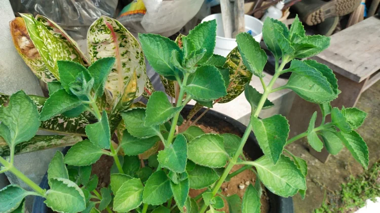 Daun Jinten Jadi Pelengkap Bumbu Masakan dengan Aroma Khas