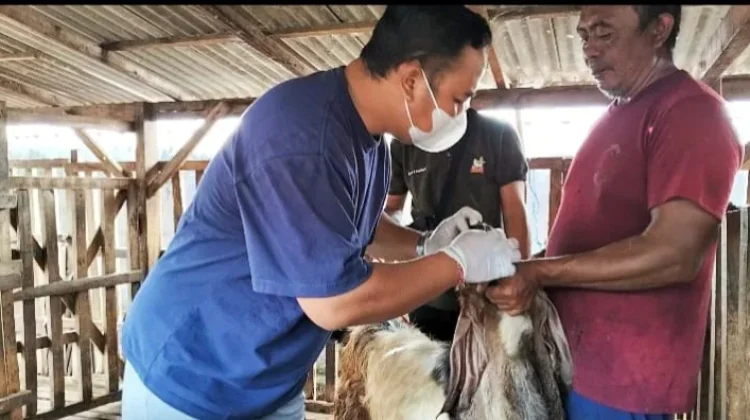 Pastikan Layak Konsumsi, Ratusan Hewan Kurban Diperiksa Petugas