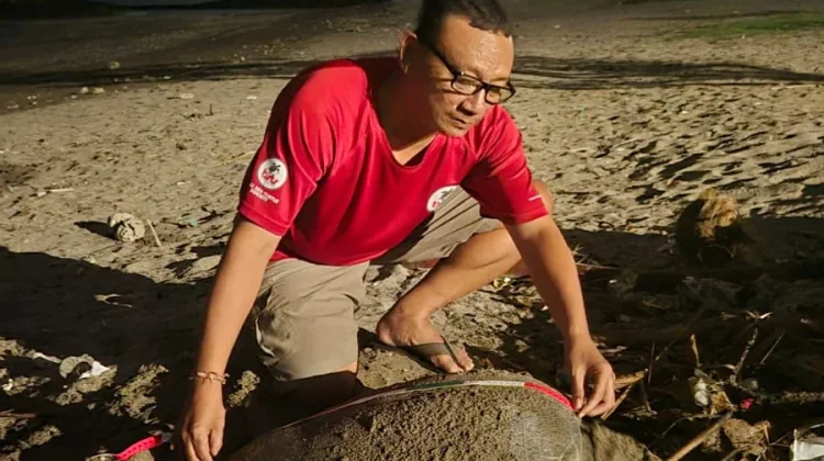 Pelestarian Penyu di Bali Hadapi Ancaman Abrasi Pantai