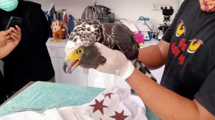 BKSDA Bali Evakuasi Elang Ular Bido di Pemuteran dan Lepasliarkan 21 Burung Sitaan