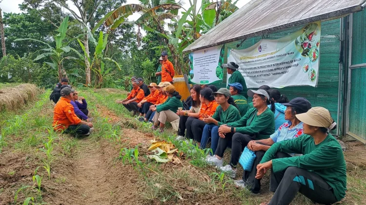 Petani Rosela Hadapi Tantangan Berlapis dari Inovasi hingga Strategi Pasar