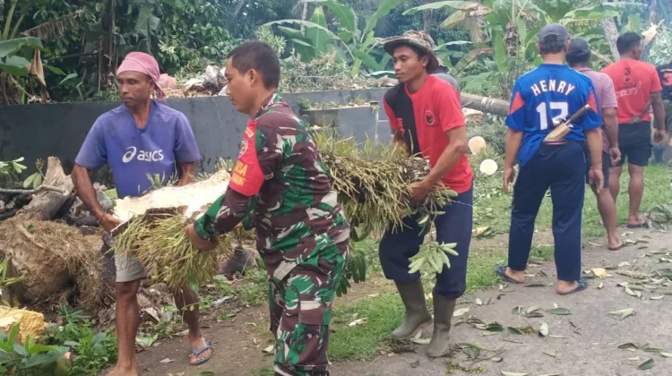 Babinsa Tiying Gading Evakuasi Pohon Pule Rawan Roboh untuk Keselamatan Warga
