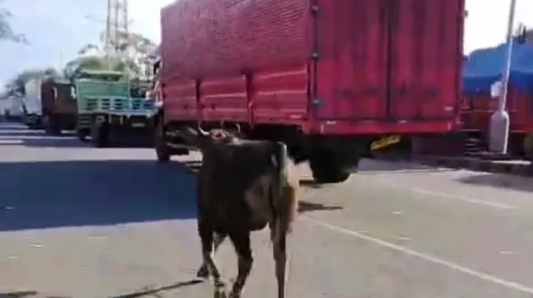 Sapi Kurban 500Kg Berontak, Putus Tali Lalu Kabur