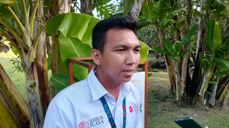 Konservasi Cemara Panda Jadi Fokus Kebun Raya Bali