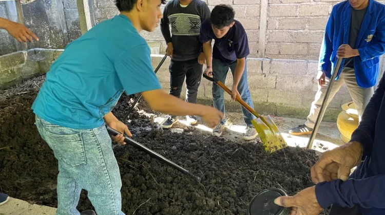 Menangguk Cuan Tambahan dari Fermentasi Kotoran Sapi Bali