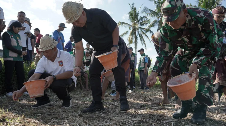 Pemerintah Kabupaten Karangasem Dukung Pengembangan Jagung Hibrida di Subak