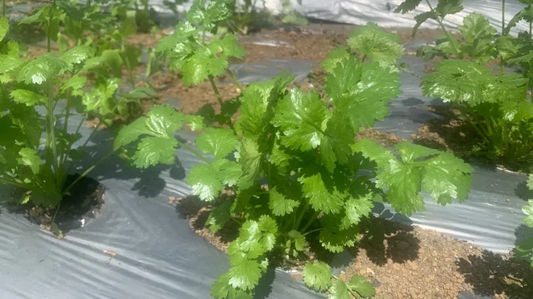Dari Dapur ke Meja Rias, Menilik Ragam Manfaat Seledri untuk Kecantikan