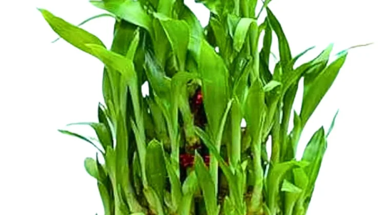 Dracaena Sanderiana, Bambu Rejeki yang Membawa Harmoni dan Keberuntungan