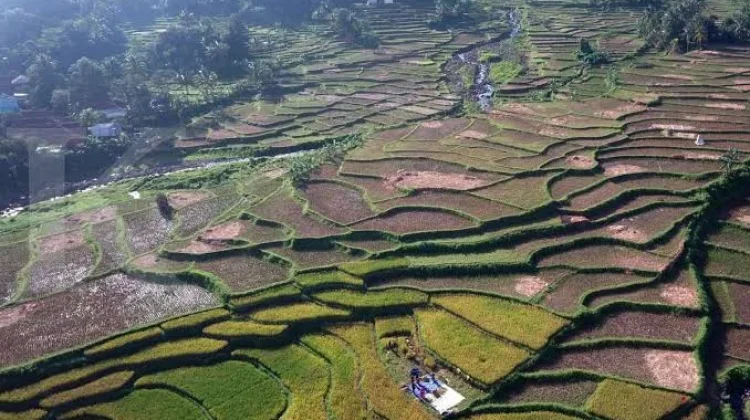 Alih Fungsi Lahan Pertanian di Bali Ancam Ketersediaan Pangan