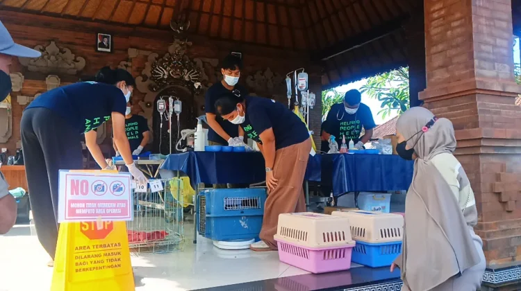 Pasca Korban Meninggal Suspect Rabies, Jembrana Gencarkan Vaksinasi dan Sterilis