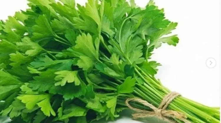 Daun Seledri Miliki Beragam Khasiat untuk Menunjang Kesehatan