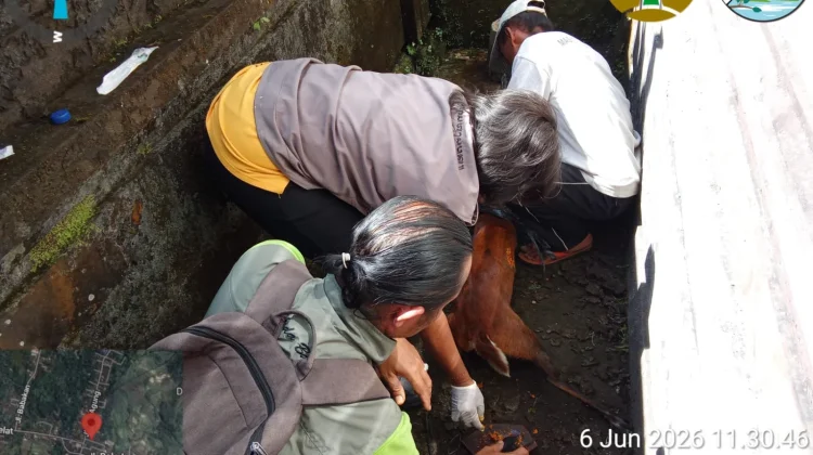 Kijang Terluka Masuk Permukiman Warga di Karangasem