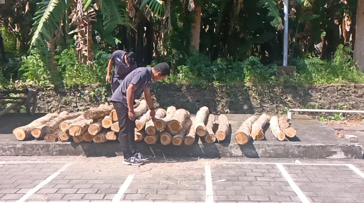 Polisi Bongkar Pembalakan Liar di Jembrana, Puluhan Gelondong Jati Diamankan