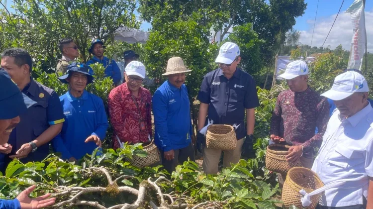 Kementan Imbau Petani Kopi Arabika Tidak Budidayakan Varietas di Luar Ketentuan
