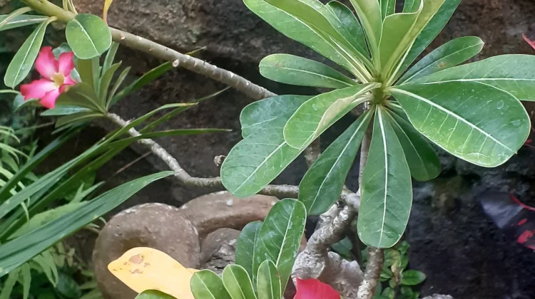 Kamboja Jepang, Si Bonsai Cantik yang Bukan Berasal dari Negeri Sakura