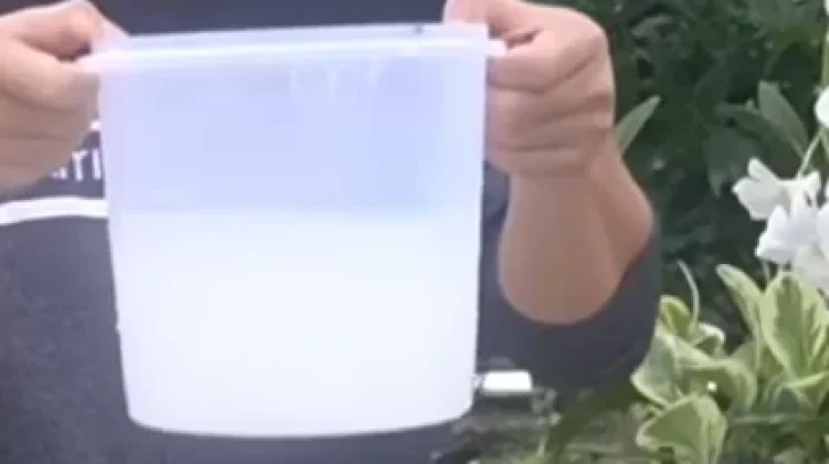 Air Cucian Beras Pupuk Organik Murah Menyuburkan Tanaman