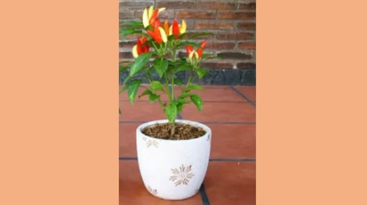 Tips Menanam Cabe di Pot agar Subur dan Berbuah Lebat