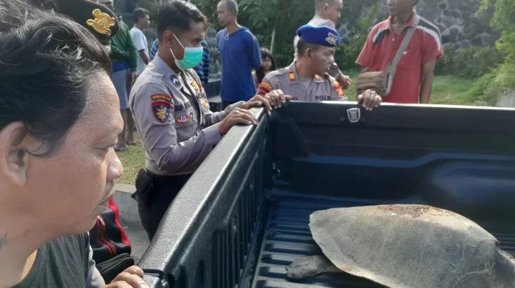 Hendak Mandi di Irigasi, Warga Gianyar Kaget Temukan Seekor Penyu Lekang