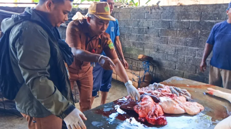 Petugas Kesehatan Hewan Pastikan Daging Babi Jembrana Bebas Virus