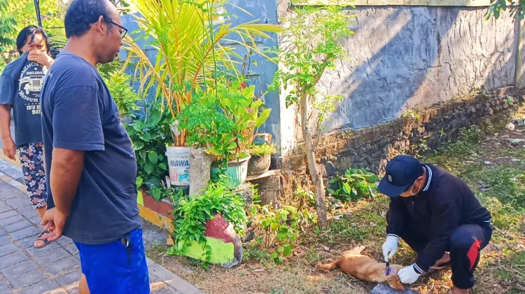 Teror Anjing Rabies di Jembrana: Dua Balita Terluka