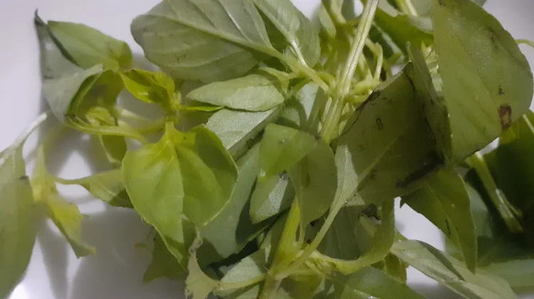 Daun Kemangi, Bukan Sekadar Lalapan, Ini Super-Herb Penangkis Stres dan Infeksi