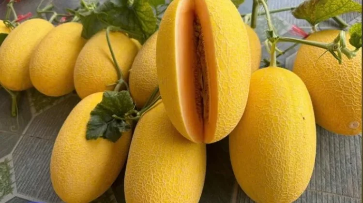 Jaga Penglihatan Tetap Tajam, Ini Kandungan Buah Melon yang Ampuh Lindungi Mata