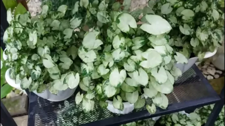 Pesona Mini yang Menggemaskan, Mengenal Syngonium Liliput, Si Kerdil nan Eksotis