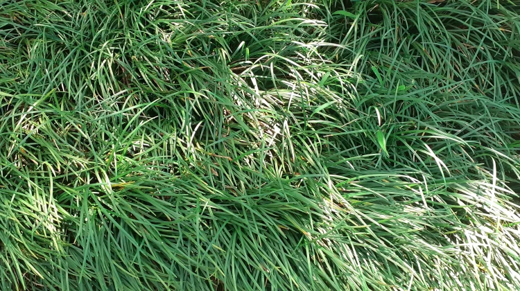 Rumput Kucai, Si Mungil Serbaguna, Penghias Taman Sekaligus Penangkal Polusi