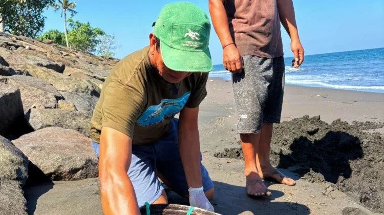 Lagi! Bangkai Penyu Lekang Ditemukan Membusuk di Pesisir Jembrana