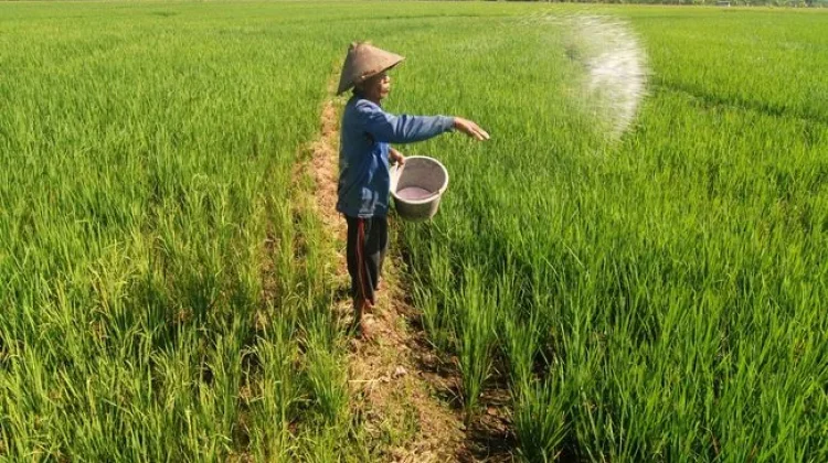 Pelemahan Rupiah terhadap Dolar AS Tekan Kesejahteraan Petani Indonesia