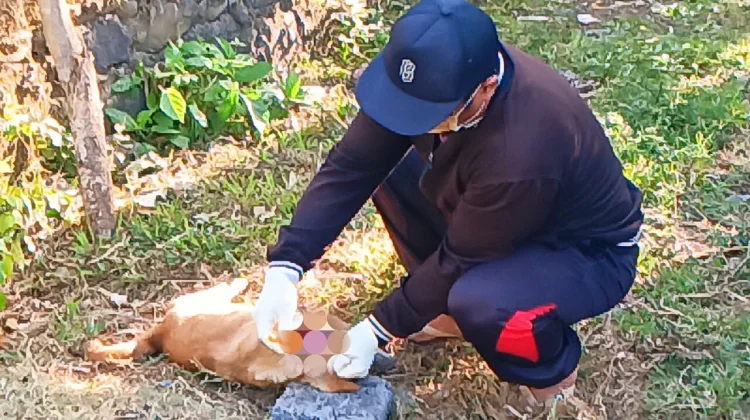 Hasil Lab Keluar, Anjing Gigit Tiga Warga Jembrana Dinyatakan Positif Rabies