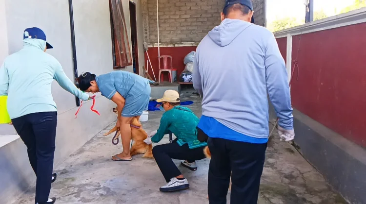 Vaksinasi Emergensi Sasar Puluhan HPR di Jembrana Pasca Gigitan Rabies