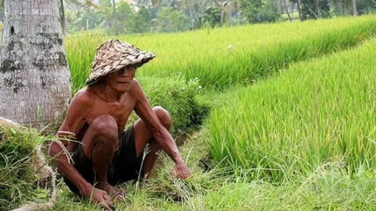 Anak Muda Enggan Bertani, Regenerasi Berjalan Lambat