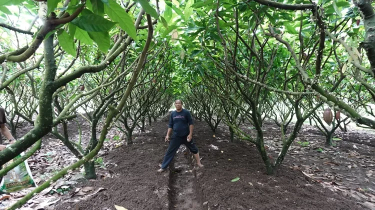 Agronomis Dorong Stabilitas Harga Kakao Bali